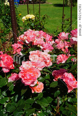 蛍光色のような美しいサーモンピンクのバラ 40214281