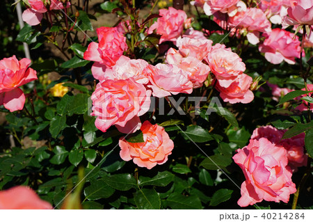 蛍光色のような美しいサーモンピンクのバラ 蛍光色のような美しいサーモンピンクのバラ 40214284