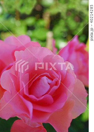 蛍光色のような美しいサーモンピンクのバラ 蛍光色のような美しいサーモンピンクのバラ 40214285