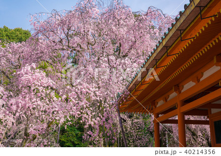 京都 平安神宮の枝垂桜 京都 平安神宮の枝垂桜 40214356