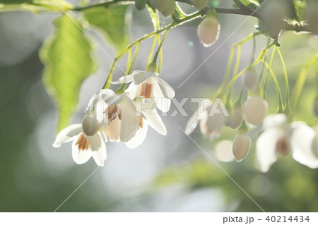 エゴノキの花 40214434