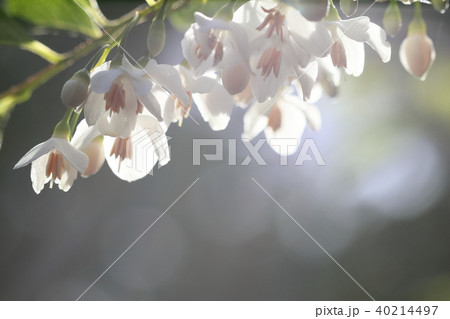 エゴノキの花 40214497