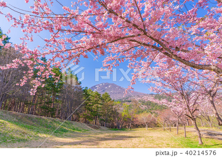 日本の春 福島・猪苗代 昭和の森(天鏡台)のサトザクラ 40214576