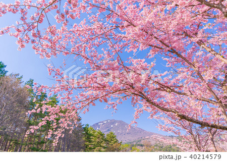 日本の春 福島・猪苗代 昭和の森(天鏡台)のサトザクラ 40214579