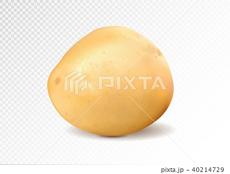 Realistic potato, 3d vector illustration 40214729
