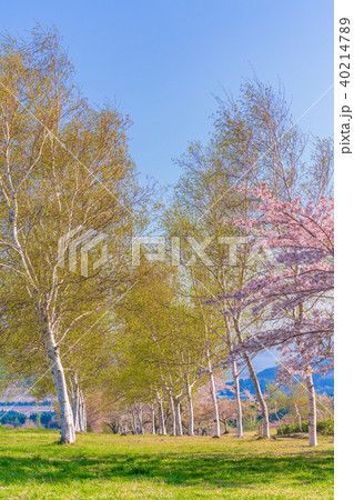 日本の春 福島・猪苗代 町営磐梯山牧場の桜 日本の春 福島・猪苗代 町営磐梯山牧場の桜 40214789