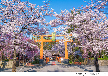 京都 平野神社の桜 京都 平野神社の桜 40214986