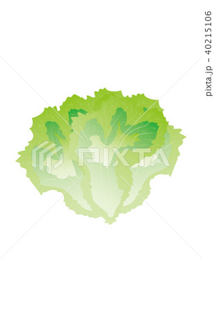野菜リーフレタス 40215106