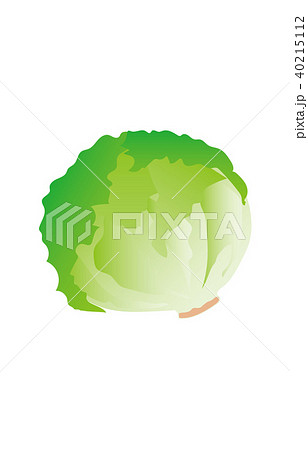 野菜レタス 野菜レタス 40215112