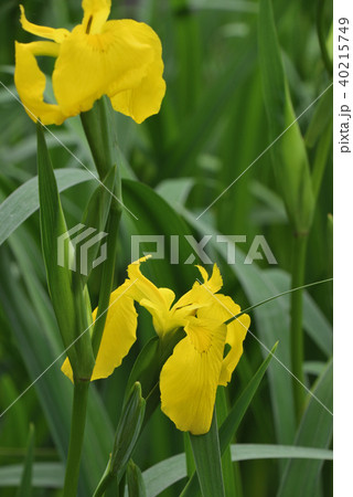 キショウブ キショウブ 40215749