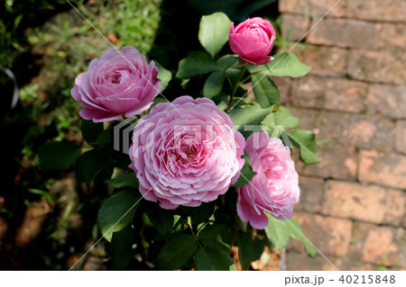 Beautiful roses Bush in garden, roses for Valentin Beautiful roses Bush in garden, roses for Valentin 40215848