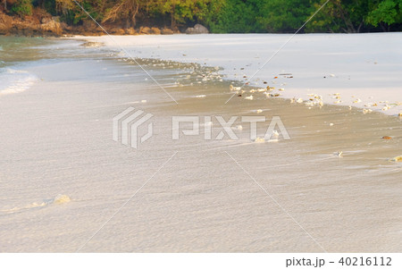 white tropical shell on white beach sand white tropical shell on white beach sand 40216112