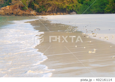 white tropical shell on white beach sand white tropical shell on white beach sand 40216114