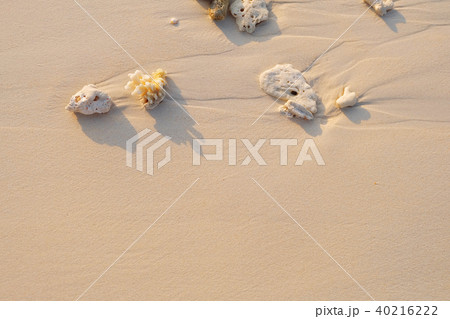 white tropical shell on white  beach sand 40216222