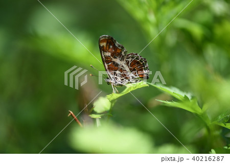 サカハチチョウの春型 40216287