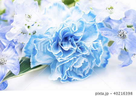 青いカーネーションとデルフィニウムの花の写真素材