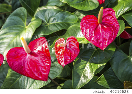 真っ赤なアンスリュームの花3輪 真っ赤なアンスリュームの花3輪 40216628