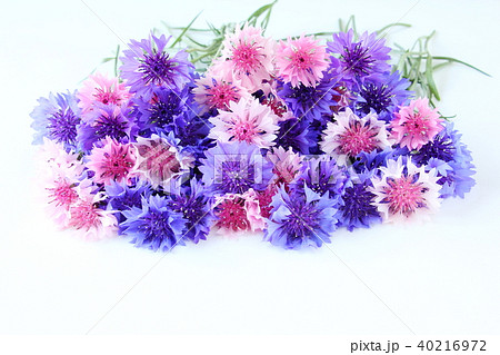 ヤグルマソウ ヤグルマソウ 40216972