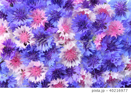 ヤグルマソウ ヤグルマソウ 40216977