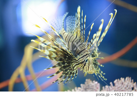 Lion fish are swimming in the coral reef. Lion fish are swimming in the coral reef. 40217785