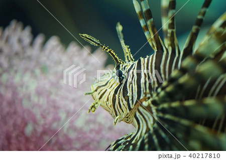Lion fish are swimming in the coral reef. Lion fish are swimming in the coral reef. 40217810