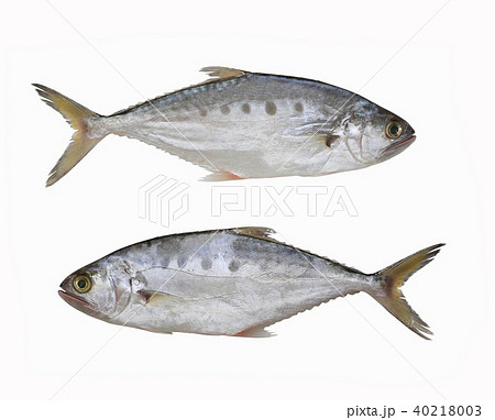Fresh Talang queenfish fish isolated on white background. Fresh Talang queenfish fish isolated on white background. 40218003