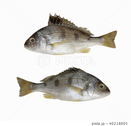 Fresh LINED SILVER GRUNT fish isolated on white background. Fresh LINED SILVER GRUNT fish isolated on white background. 40218005