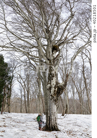 浅春のブナの母樹　福島県只見町 40218501