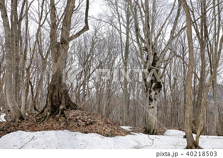 浅春のブナの森　福島県只見町 40218503