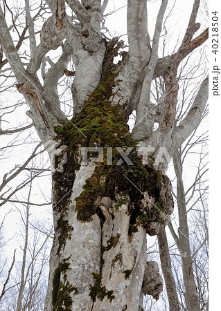 浅春のブナ老木　福島県只見町 40218504