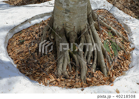 ブナの根回り穴 福島県只見町 ブナの根回り穴 福島県只見町 40218508