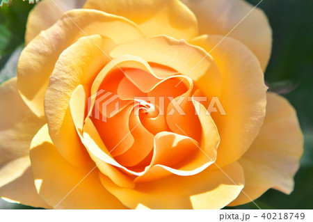 黄色いバラのクローズアップの写真素材
