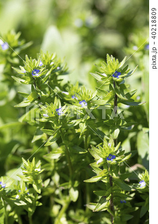 タチイヌノフグリ 40218809