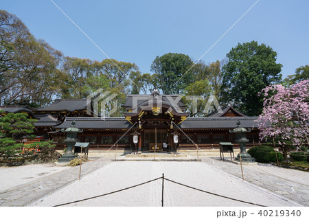 京都　今宮神社の桜　 40219340