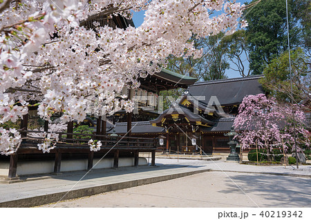 京都　今宮神社の桜　 40219342