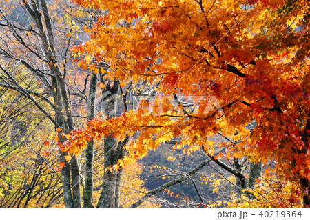 秋の印象 40219364