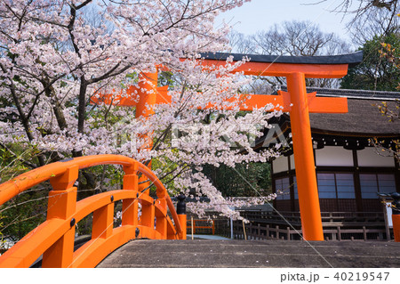 京都 下鴨神社の桜の写真素材