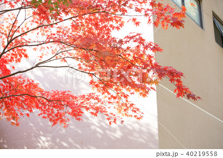 建物 木 落葉 40219558