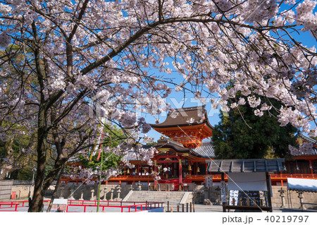 京都　石清水八幡宮の桜　 40219797