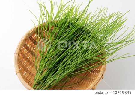 スギナ スギナ 40219845