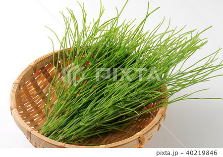 スギナ スギナ 40219846