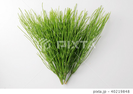 スギナ スギナ 40219848