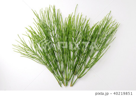 スギナ スギナ 40219851