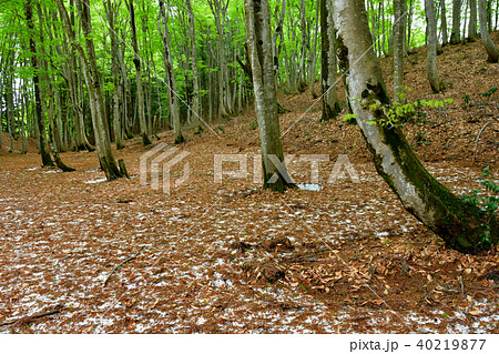 残雪の美人林 40219877