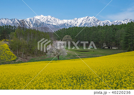 春の中山高原 40220236