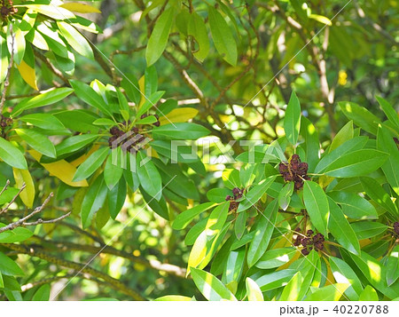 ヒメユズリハ ヒメユズリハ 40220788