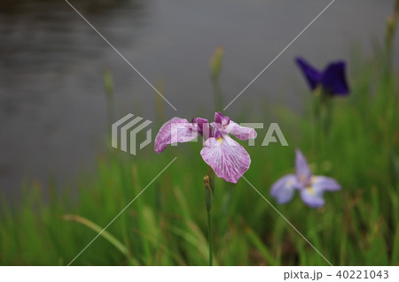 花ショウブ アヤメ 菖蒲園 花ショウブ アヤメ 菖蒲園 40221043