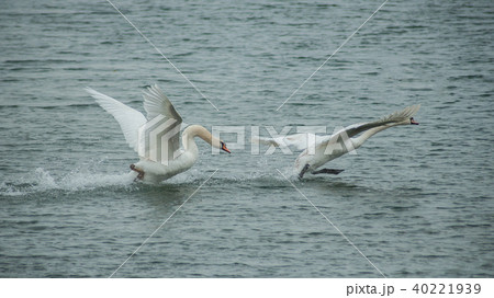 portrait of two swan flying  in the lake 40221939
