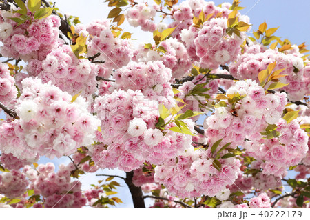 普賢象桜5 40222179