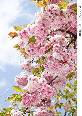 普賢象桜3 普賢象桜3 40222181